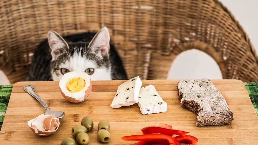 What Human Foods Can Cats Eat? 