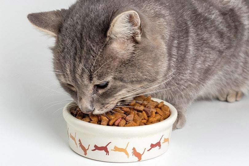 How To Keep Cats From Eating Each Other's Food 