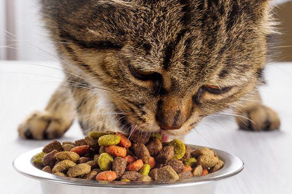 Exactly How Much Should I Feed My Cat Each Day?