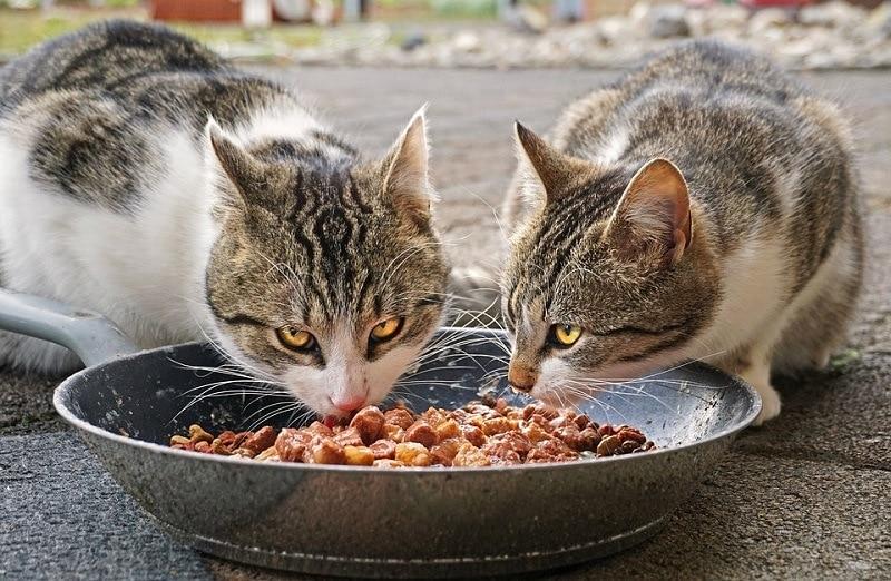 Homemade Cat Food Recipes For A Well-Fed Feline Love To Know Pets 