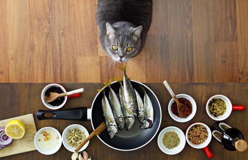 How to Make Homemade Dry Cat Food 