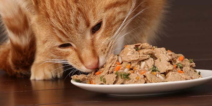 How to Choose a Cat Food That is Best for Your Cat