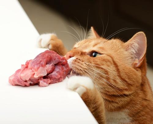 7 Best Healthy Raw Cat Foods In 2023 