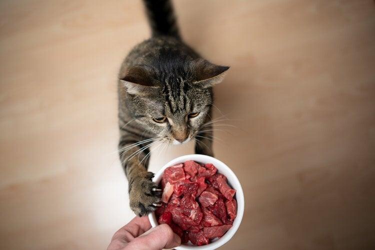 Raw Cat Food Diet: Vet Reviewed Pros & Cons Explained