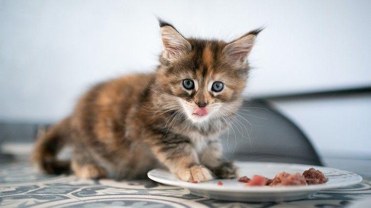 What are the benefits of raw cat food? A vet answers 