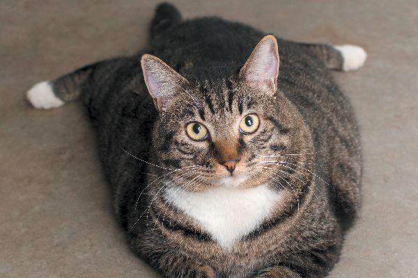 5 Health Risks for Overweight Cats 