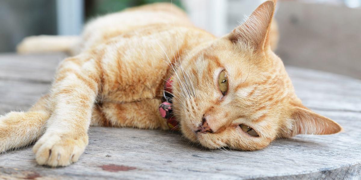 10 Subtle Signs Your Cat May Be Sick 