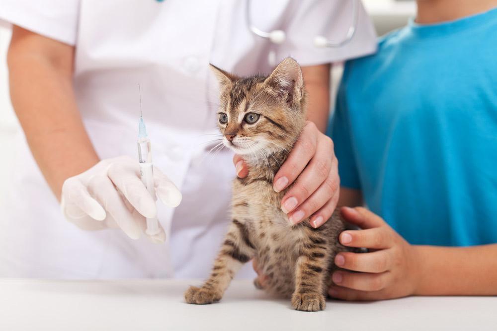 Core Cat Vaccinations Core Cat Vaccinations