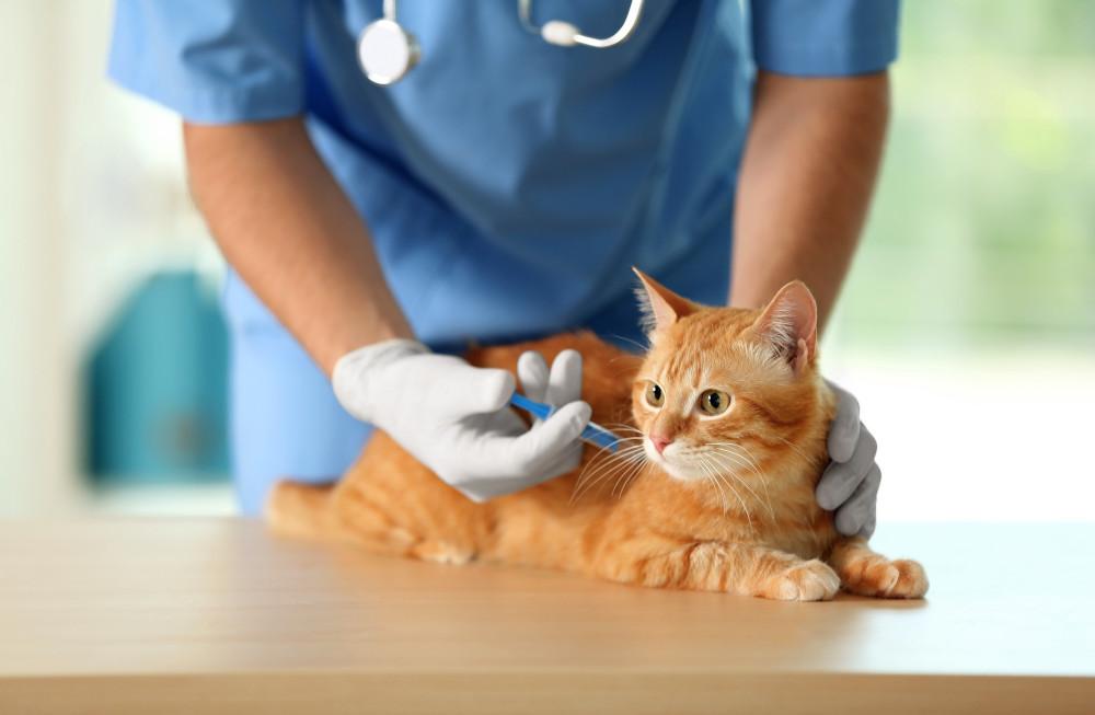 What vaccinations should my cat receive? – RSPCA Knowledgebase