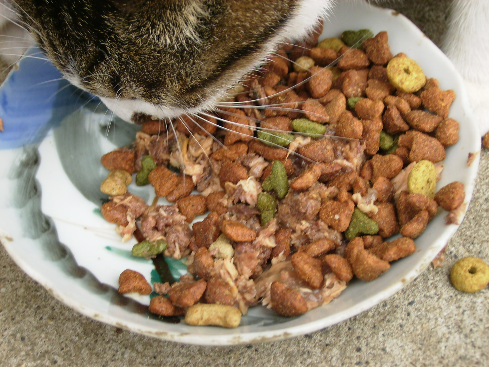 Cat Foods: High-Quality Protein Sources