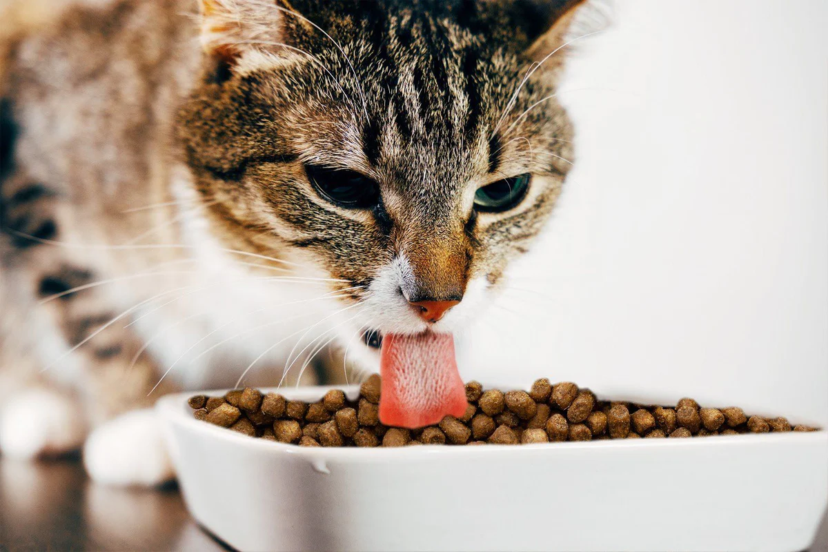 Cat Food Guide