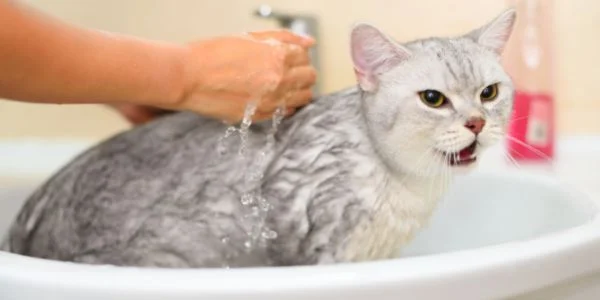 Rinsing and Drying Your Cat