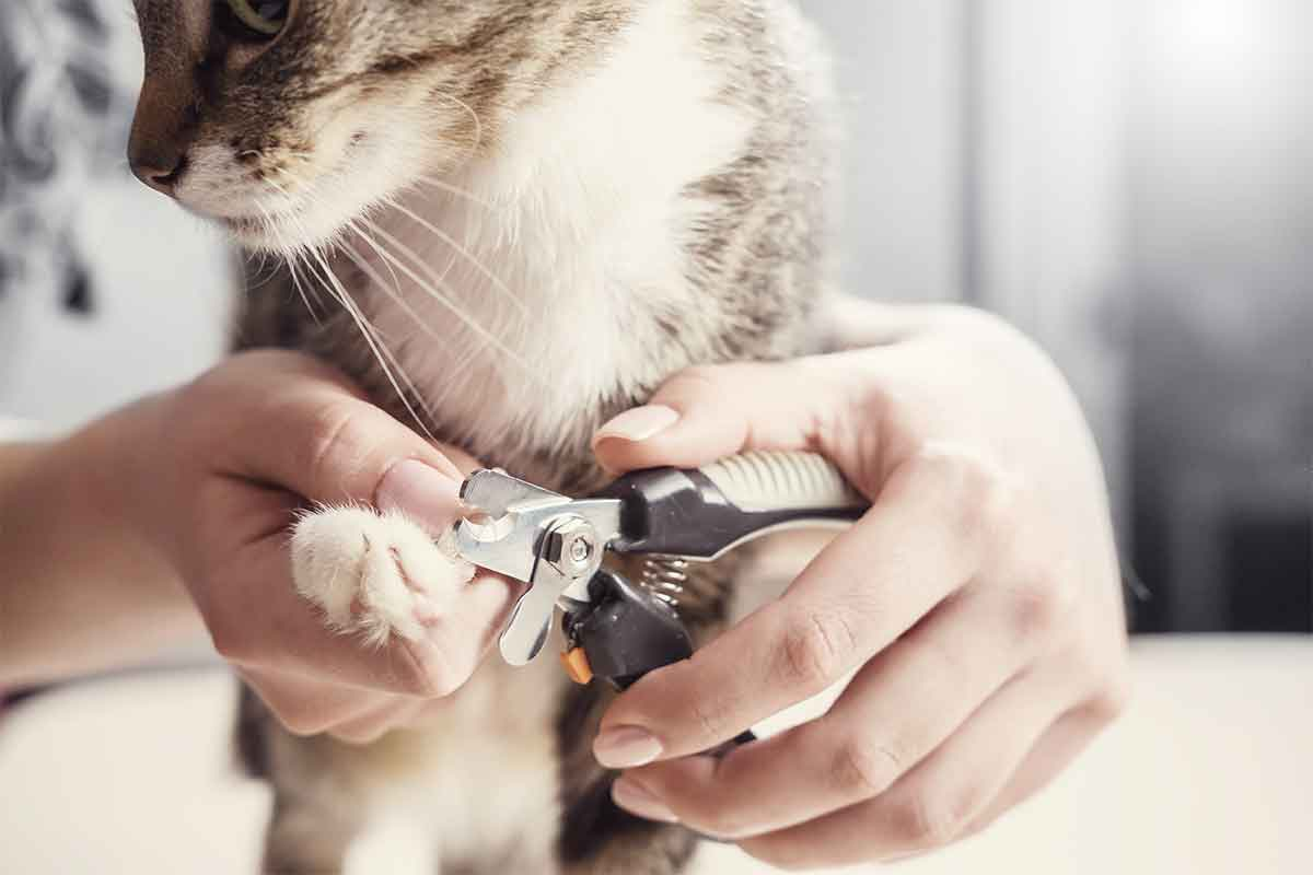 Trimming Cat Nails Tips: Get Your Cat Comfortable