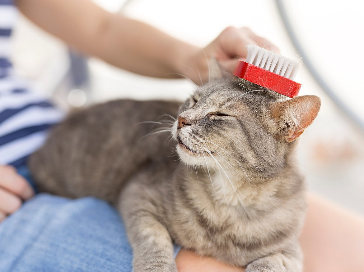 Trimming Your Cat's Nails