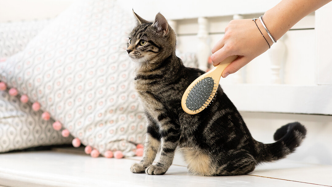 Cleaning Your Cat's Ears