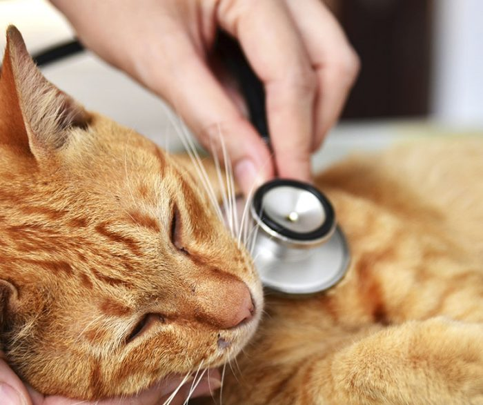 Cat Health: Urinary Tract Infections