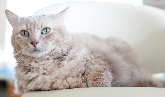 The Curly-Coated LaPerm