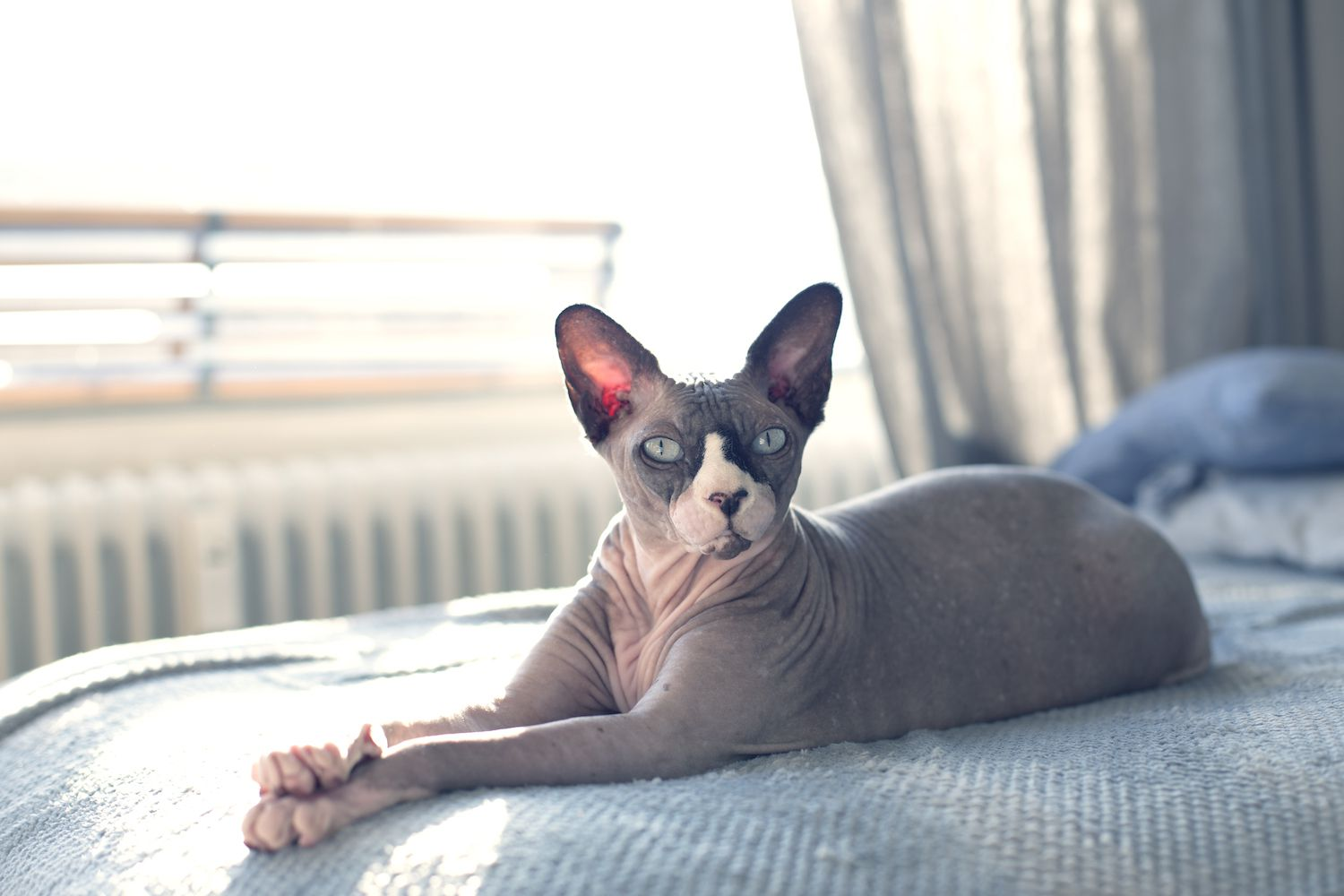 The Hairless Sphynx Cat Breeds