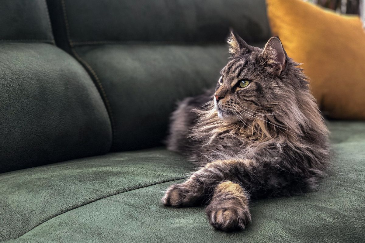 The Polydactyl Maine Coon