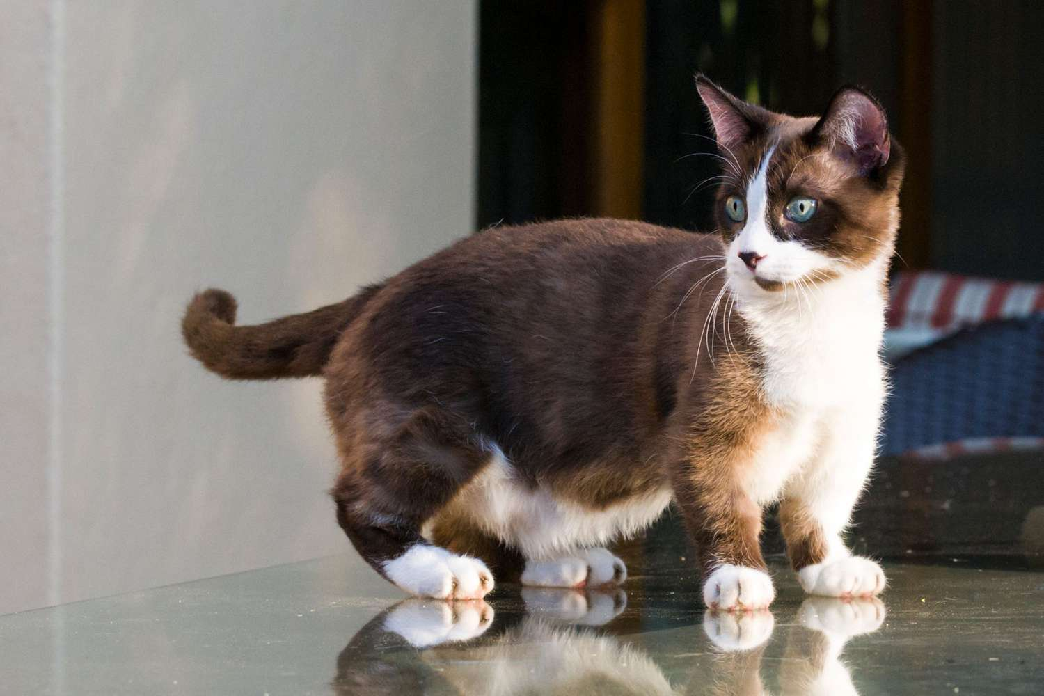 The Munchkin Cats