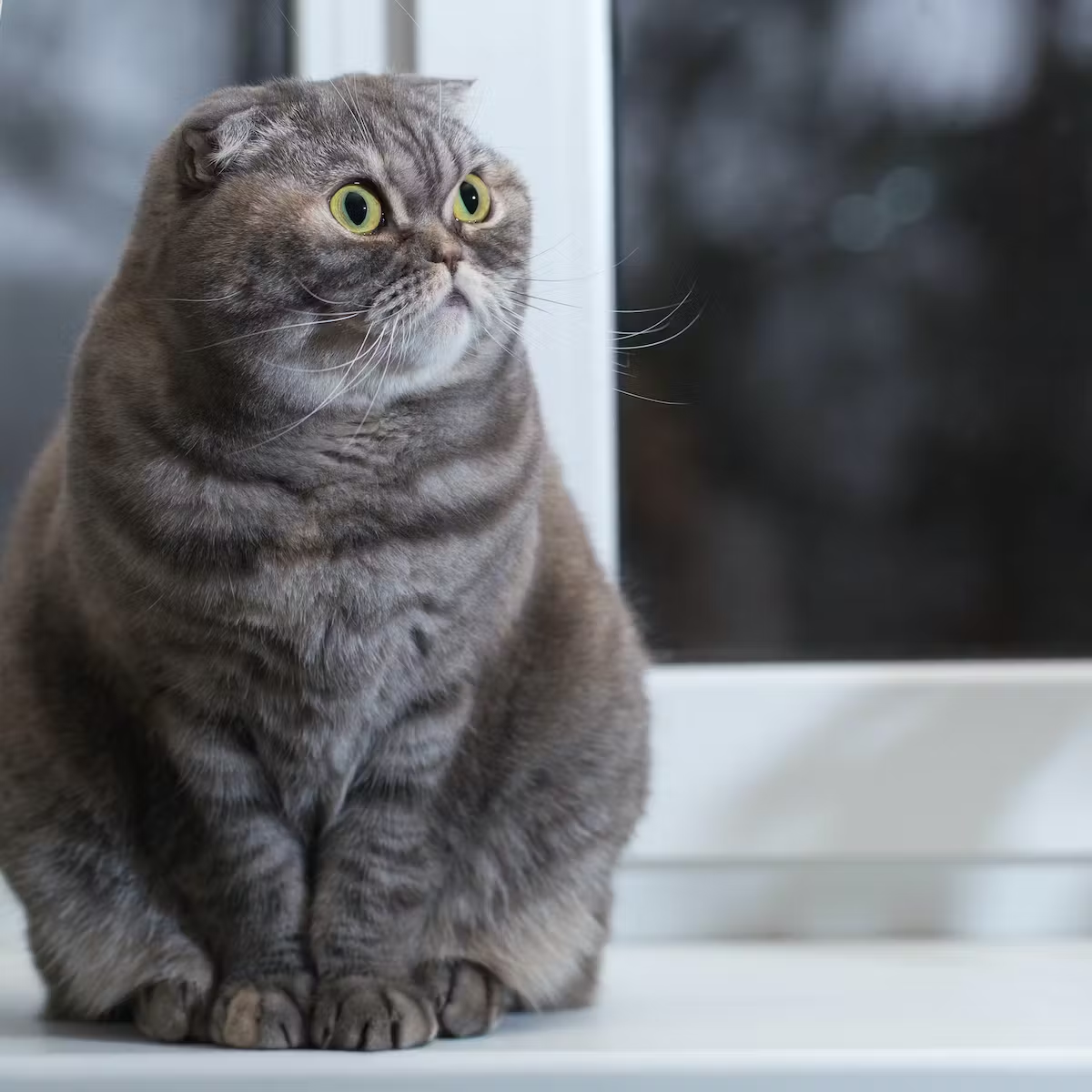 Scottish Fold Cat Breeds