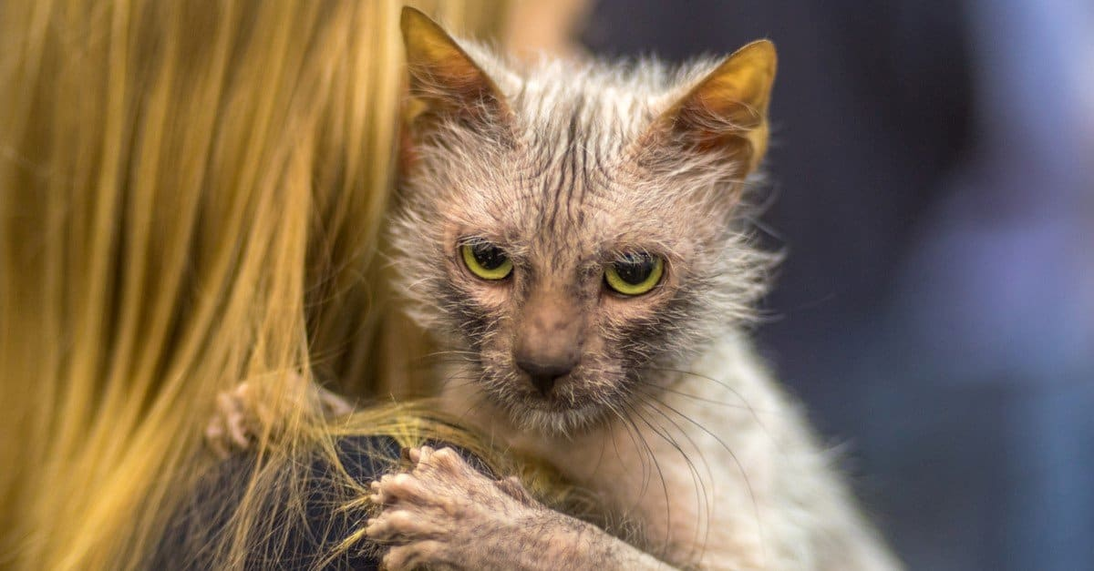 The Lykoi Cat: The Werewolf of the Cat World