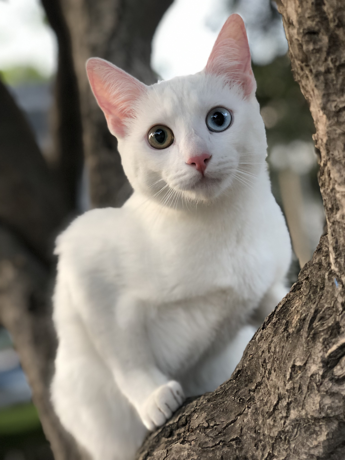 The Khao Manee: The White Gem of Thailand