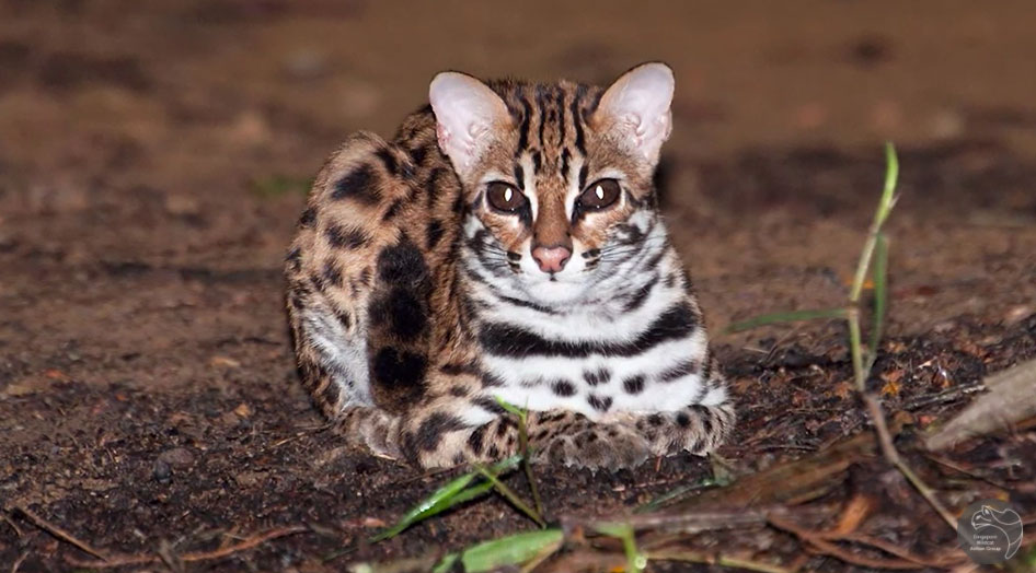 The Singapura: The Miniature Leopard