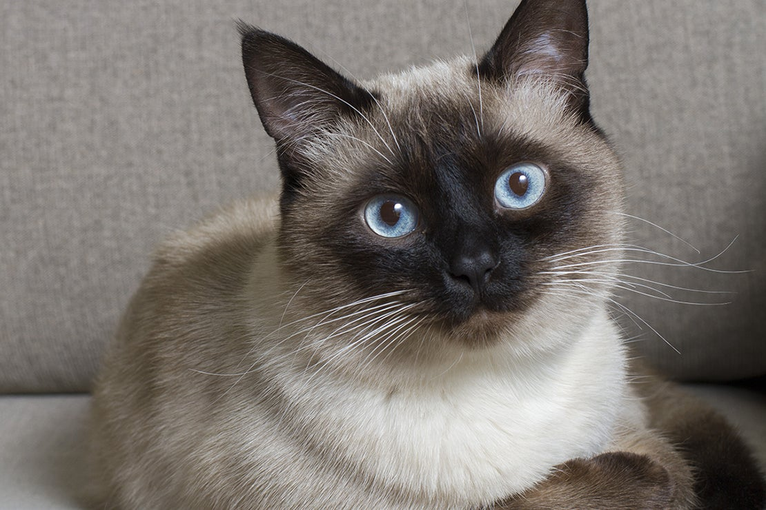 Siamese Cat Breed