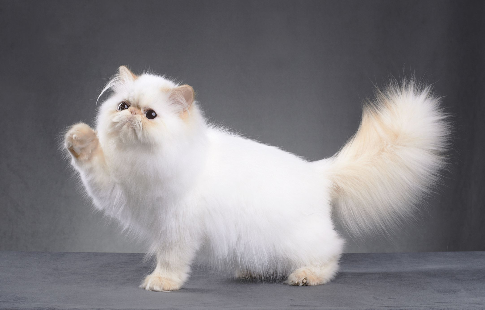 Persian Cat 