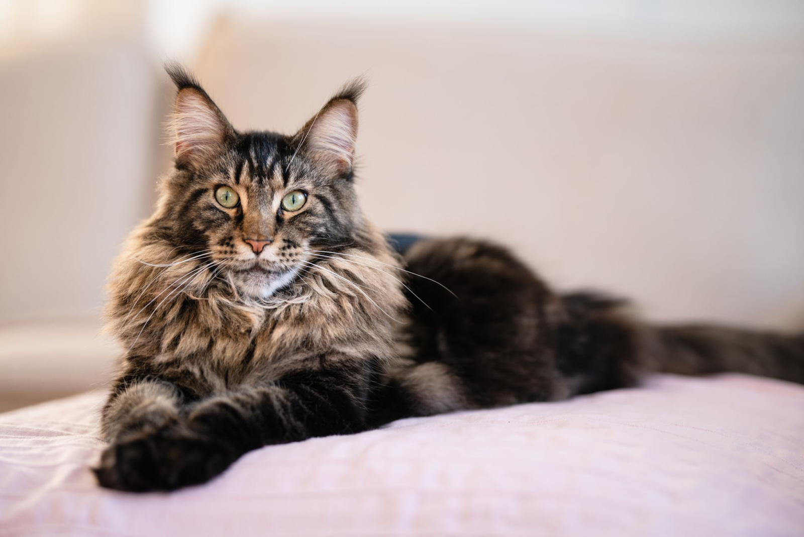 Maine Coon 