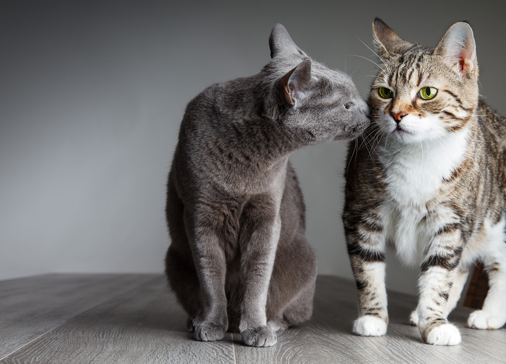 How To Introduce Your New Cat To Other Pets In The Household