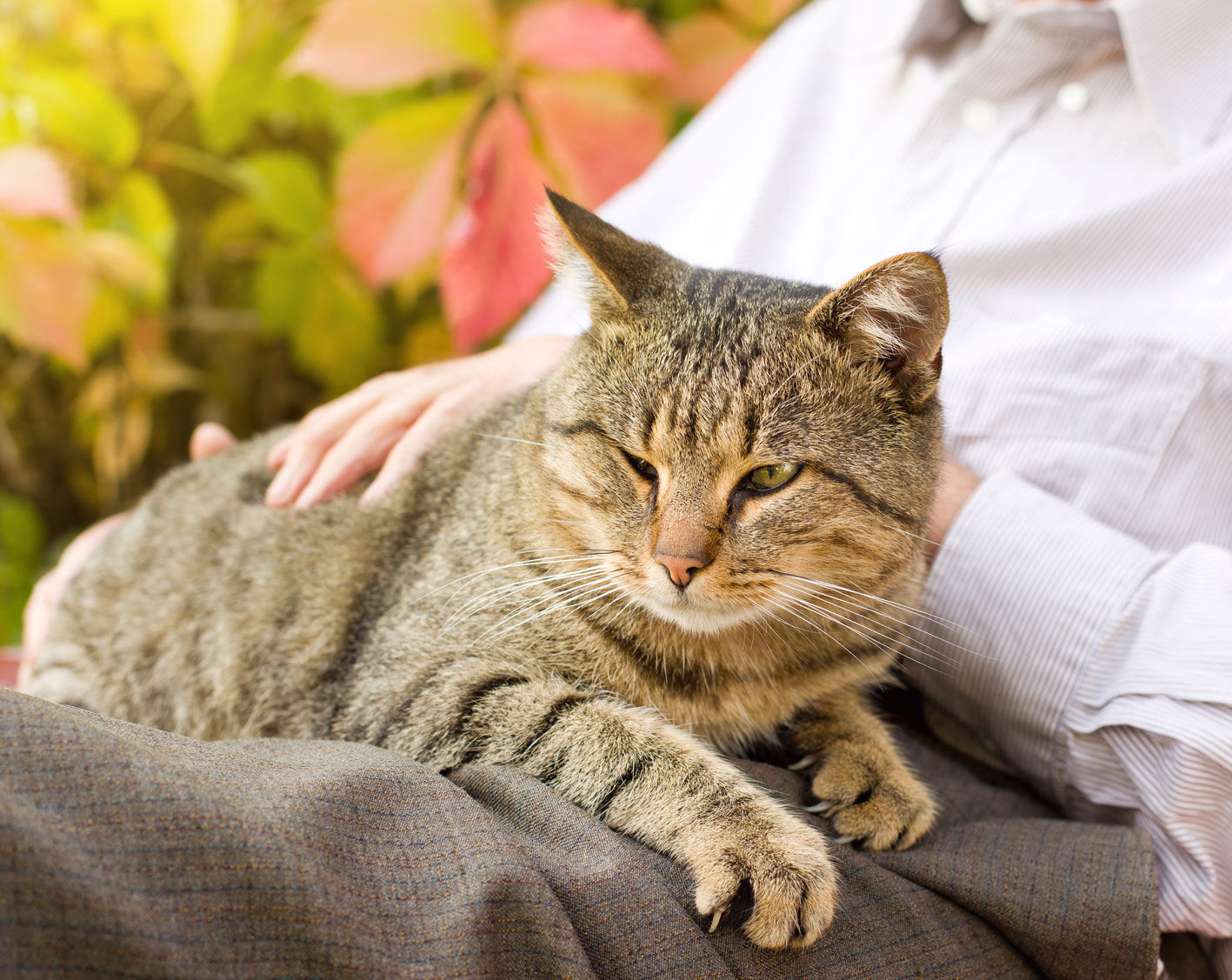 Adopting A Senior Cat: Lower Energy Levels and a Calmer Demeanor