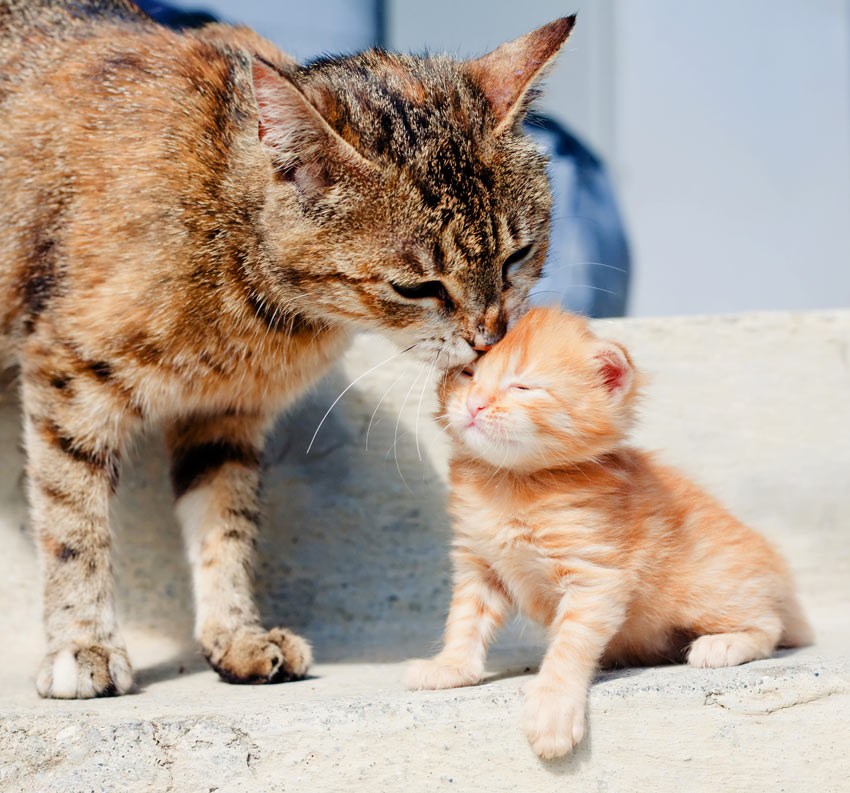 Adopting a Kitten: Training and Behavior