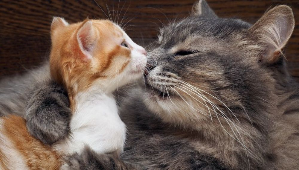 The Pros And Cons Of Adopting A Kitten Vs. An Adult Cat