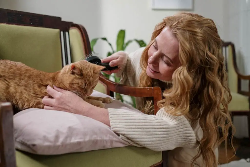 Grooming and Hygiene For Cat