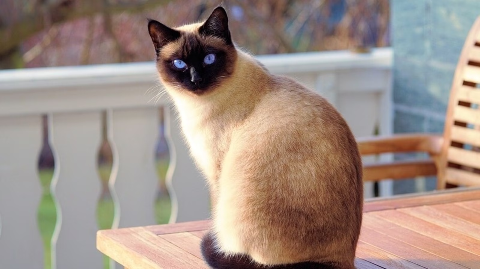 Siamese Cat Breed