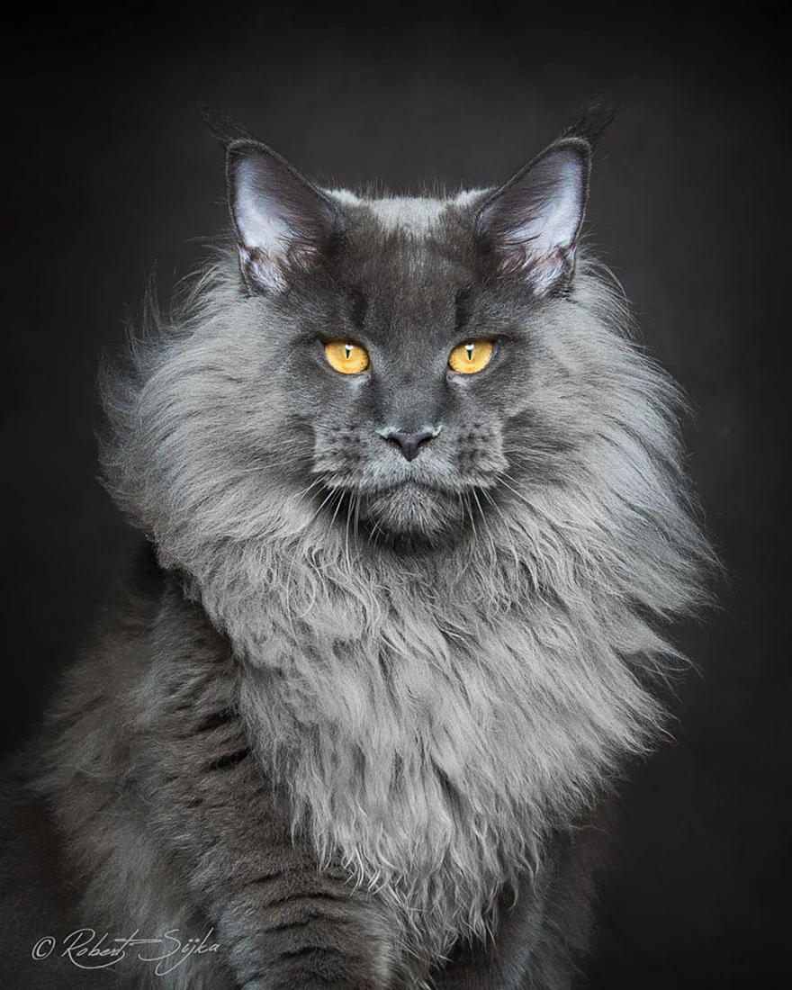 Maine Coon