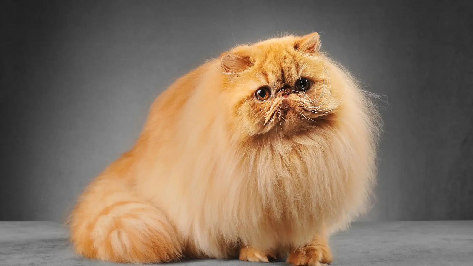 Persian Cat