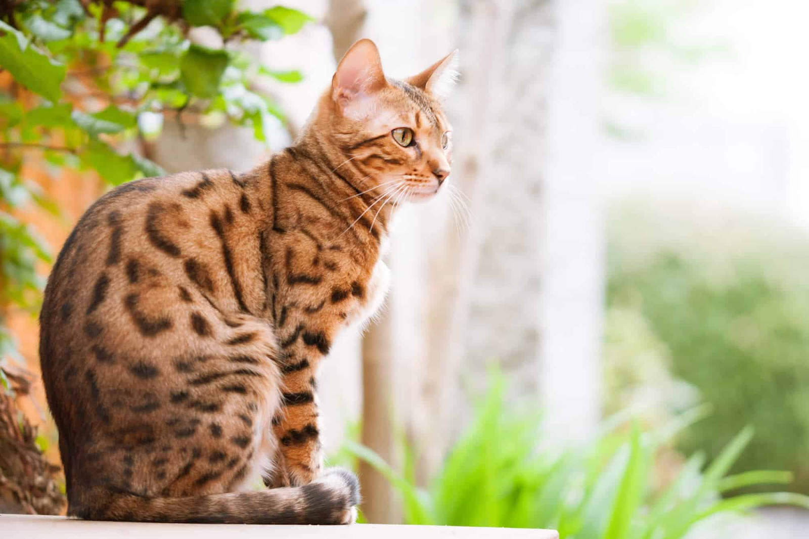 Bengal