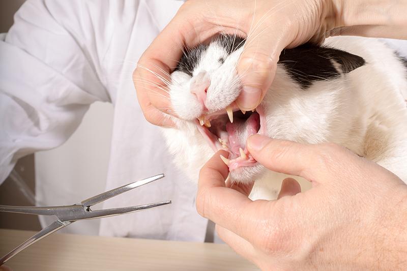 How to Keep your Cat's Teeth Clean & Healthy