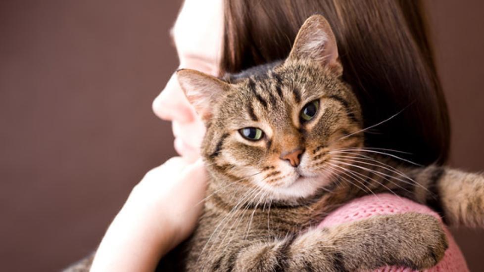 10 Tips for Creating a Stress-Free Environment for Your Cat 