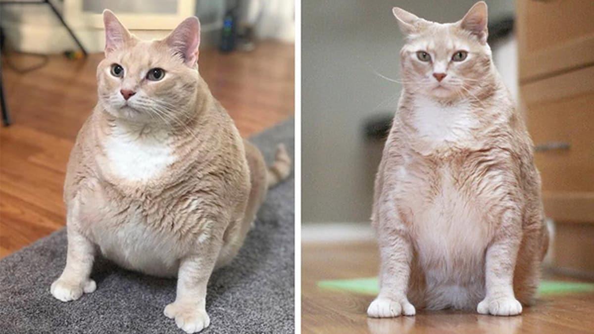 Bronson the Cat Celebrates 1 Year of Weight Loss 