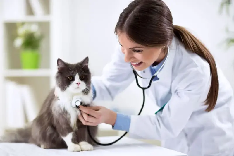 The Importance Of Regular Cats Vet Checkups