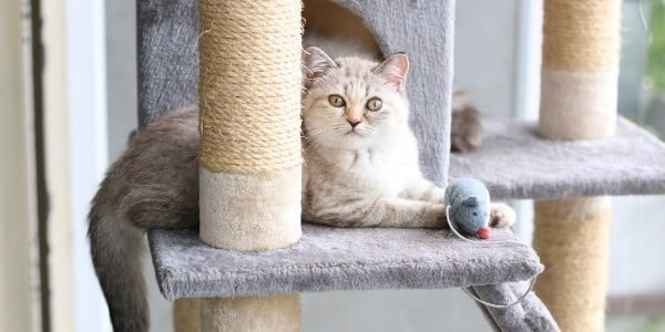 Create A Safe And Stimulating Environment For Your Cat