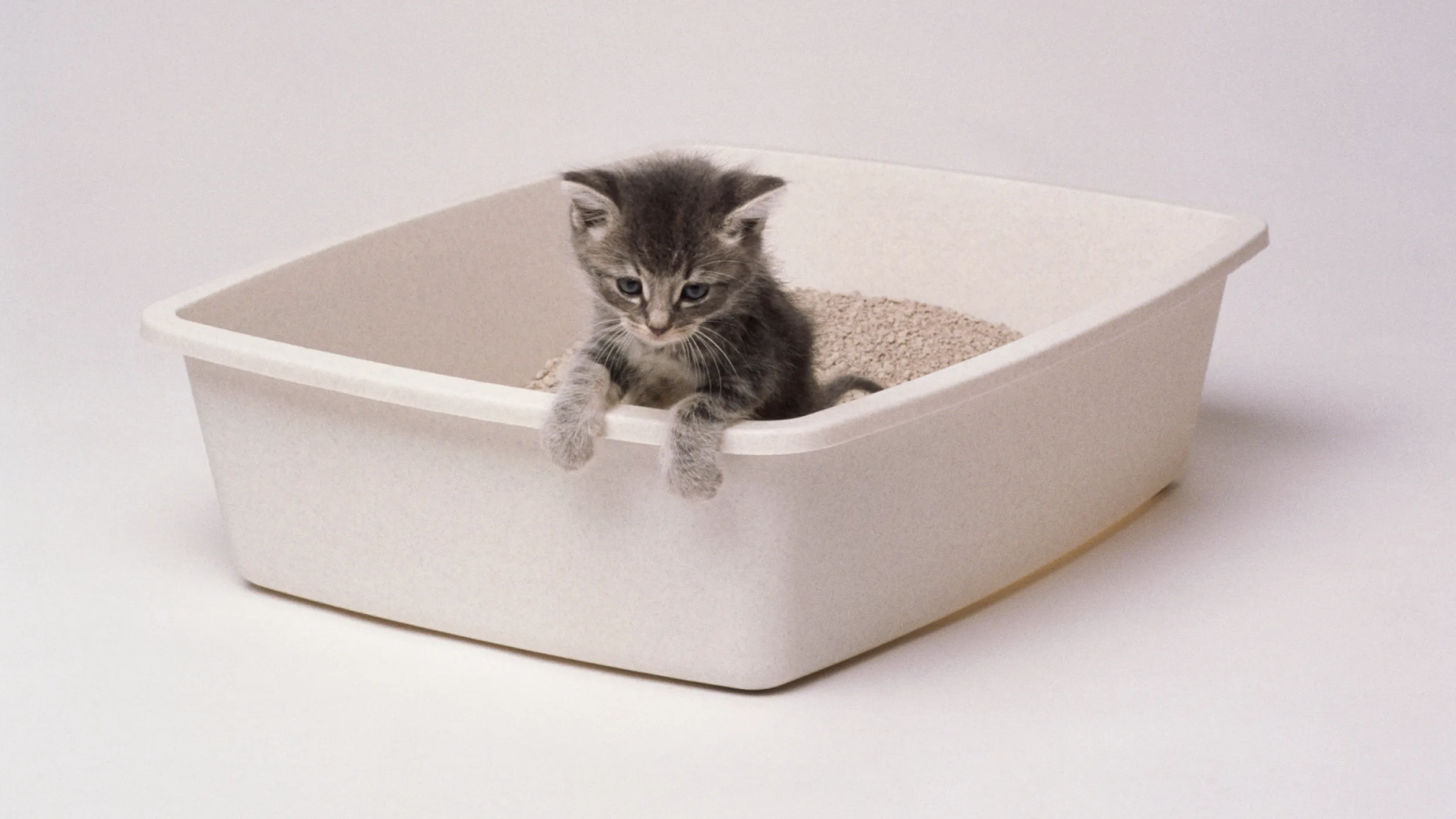 Litter Box Aversion