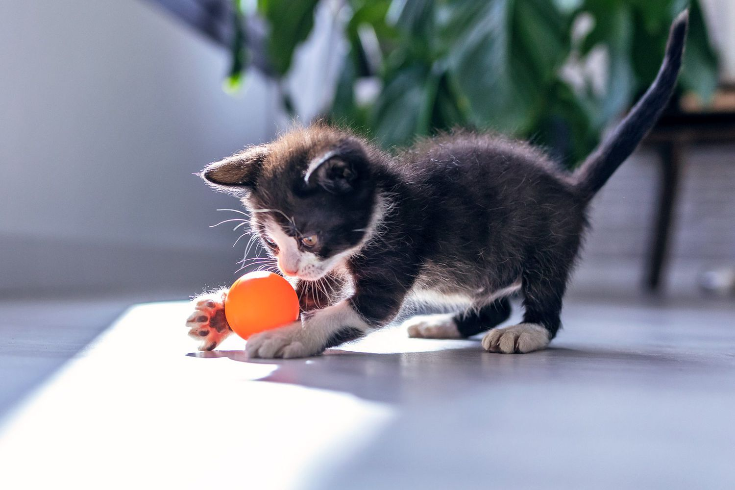 Cat Vocalizations Understanding: Trilling: Greeting and Excitement