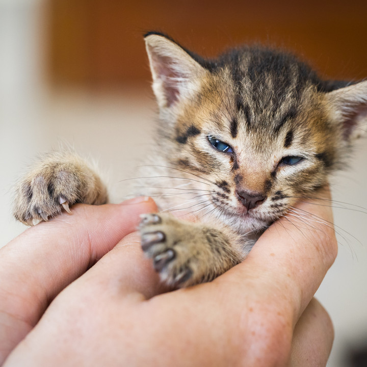 Communicating with Your Cat Through Body Language