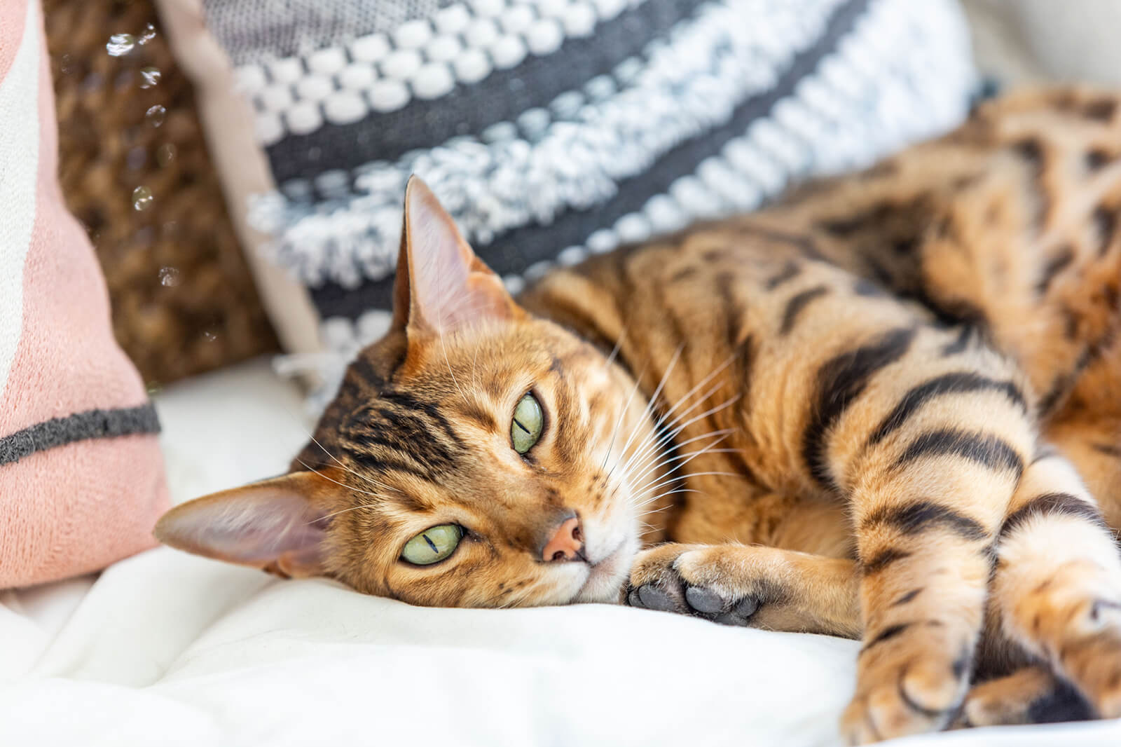 Bengal Cats