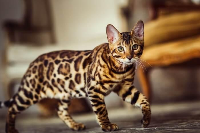 Most Popular Cat Breeds